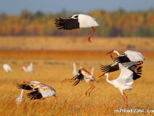 (鹤)仙姿80X60 副本.jpg