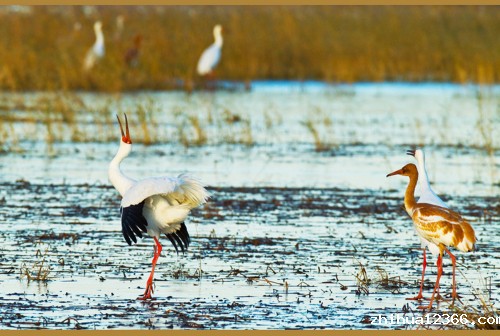 鹤鸣三省 李万江 摄(摄于吉林省镇赉县鹅头湿地).jpg