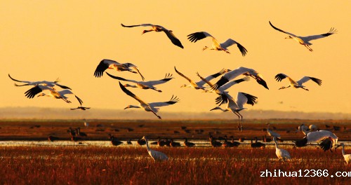 (鹤)迎霞 潘晟昱摄 副本.jpg